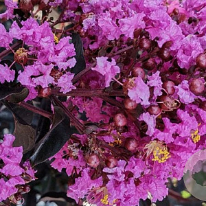 Lagerstroemia indica 'Purely Purple' 100-125 cm 20L