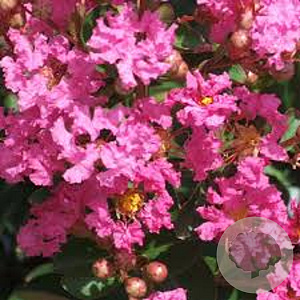Lagerstroemia indica 'Rose Indien' 150-175 cm 20L