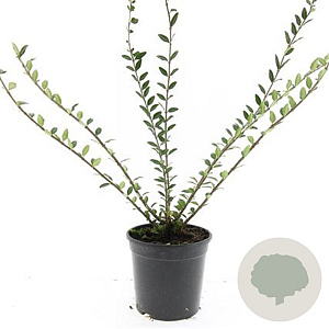 Lonicera pileata GM C1.3