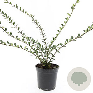 Lonicera pileata 'Moss Green' GM C1.3