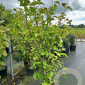 Magnolia 'Galaxy' 125-150 cm 20L