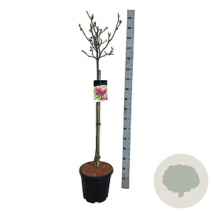 Magnolia 'Genie' 80 cm stam 15L