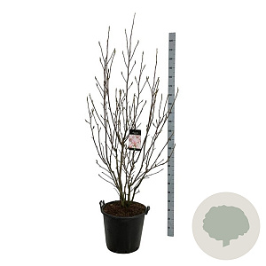 Magnolia 'Heaven Scent' 170-200 cm cont. 55L extra