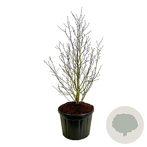 Magnolia loebneri 'Merrill' 175-200 cm cont. 180L solitair