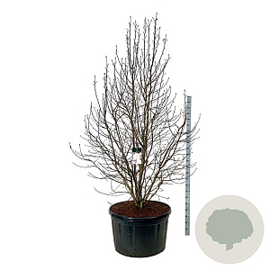 Magnolia loebneri 'Merrill' 250-300 cm cont. 285L solitair