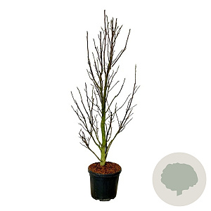 Magnolia 'Sentinel' 200-225 cm cont. 55L extra