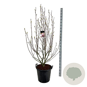 Magnolia soulangeana 170-200 cm cont. 55L extra