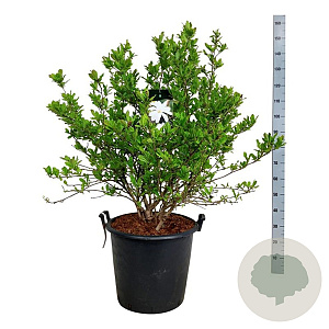 Magnolia stellata 100-125 cm cont. 55L extra