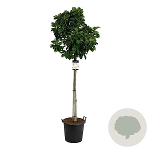 Magnolia 'Sunrise' 120 cm stam cont. 55L extra