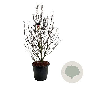 Magnolia 'Susan' 170-200 cm cont. 55L extra