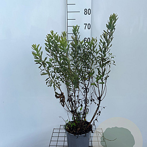 Myrica gale 40-50 cm 3,0L