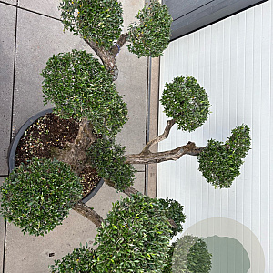 Olea europaea GM container