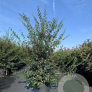 Osmanthus burkwoodii 150-175 cm 20L