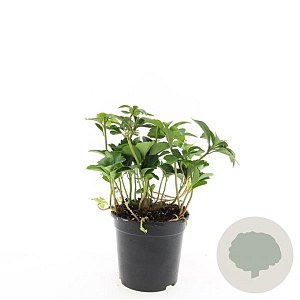 Pachysandra terminalis GM C1.3