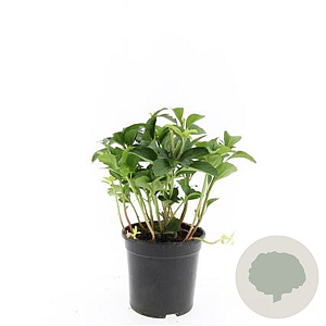 Pachysandra terminalis GM C1.3