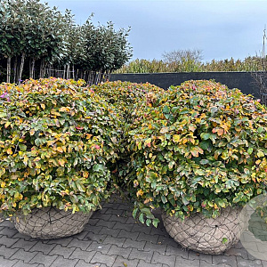 Parrotia persica 140-160 cm draadkluit bol