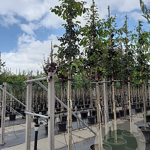 Parrotia persica 12-14 HO container