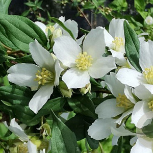 Philadelphus 'Mont Blanc' 30-40 cm 3,0L