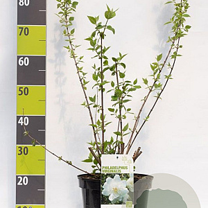 Philadelphus 'Virginal' 100-125 cm 12L