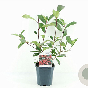 Photinia fraseri 'Red Robin' 30 cm 2,0L