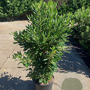 Pittosporum tobira 14-16 HO cont. 130L
