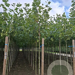 Platanus hispanica 10-12 HO draadkluit 3 X verplant