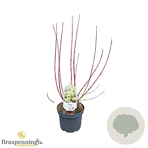 Cornus alba 'Aurea' 30-40 cm 3,0L