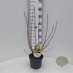 Cornus alba 'Aurea' 30-40 cm 3,0L