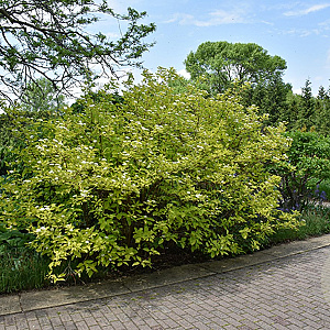 Cornus alba 'Aurea' 125-150 cm draadkluit meerstammig