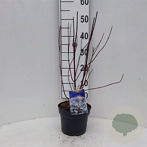 Cornus alba Nightfall 30-40 cm 3,0L
