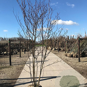 Cornus alternifolia 150-175 cm draadkluit meerstammig lage bol