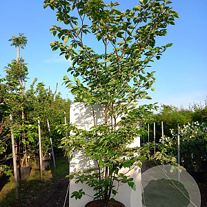Cornus controversa 300-350 cm cont. 180L meerstammig