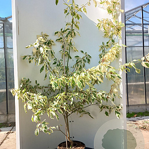 Cornus controversa 'Variegata' 150-175 cm 35L meerstammig