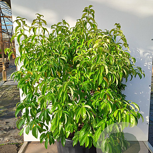 Cornus elliptica Empress of China 80-100 cm 50L