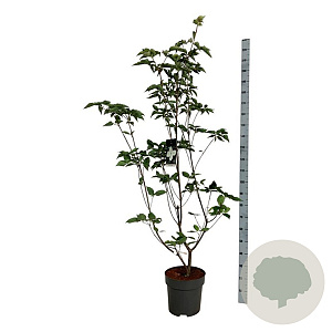 Cornus kousa 'Venus' 150-175 cm 15L