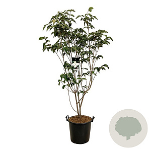 Cornus kousa 'Venus' 175-200 cm 30L extra