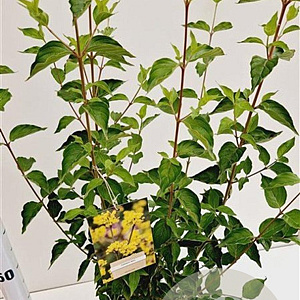 Cornus mas 60-80 cm 4,0L