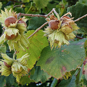 Corylus 'Halle'sche Riesen' 200-250 cm 20L geveerd