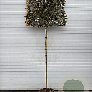 Elaeagnus ebbingei 4-6 HO container lei 120x120 180 cm stam