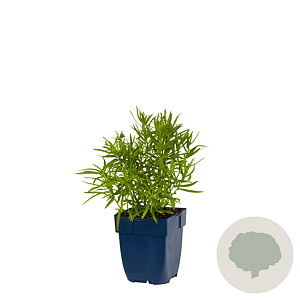 Achillea ptarmica 'The Pearl' GM  P11