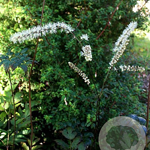 Actaea racemosa 'Queen of Sheba' GM  P11
