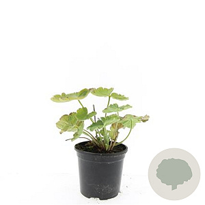 Alchemilla mollis GM C1.3
