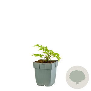 Aruncus 'Horatio' GM  P11