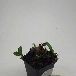 Aster ageratoides 'Ashvi' GM P9