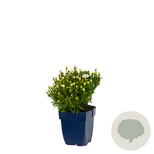 Aster (D) 'Schneekissen' GM  P11