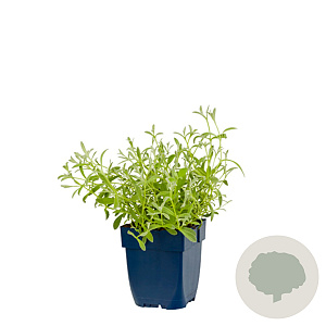 Cerastium biebersteinii GM  P11