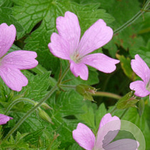 Geranium 'Japfu' GM  P11