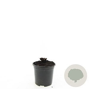 Geranium Rozanne GM C1.3