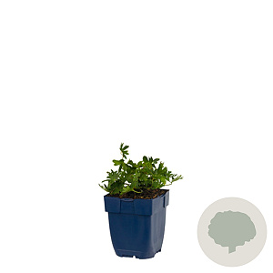 Geranium sanguineum striatum GM  P11