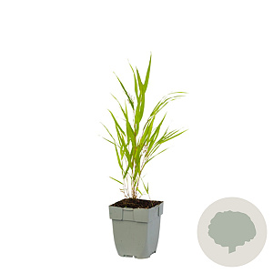 Hakonechloa macra GM  P11